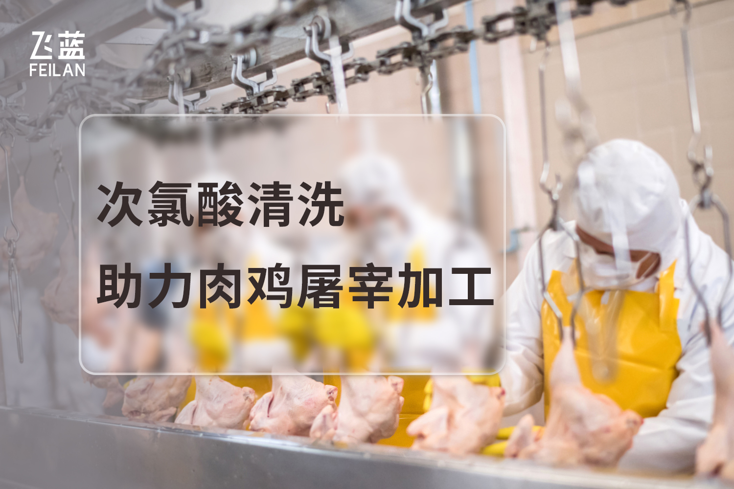 次氯酸清洗助力肉鸡屠宰加工