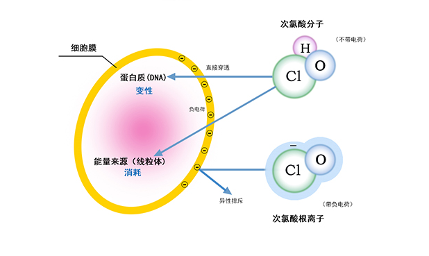 同等的有效氯情况下,次氯酸分子(hclo)杀菌能力约为次氯酸根离子(clo